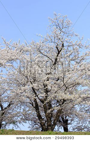 Japanese Cherry Blossom In Kakunodate