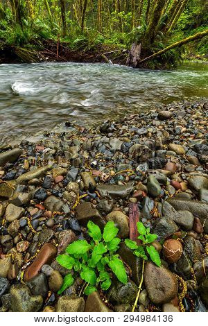 Redwood Forest Landscape In Beautiful Northern California
