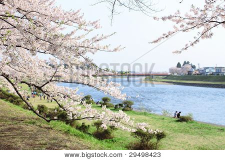 Japanese Cherry Blossom In Kakunodate