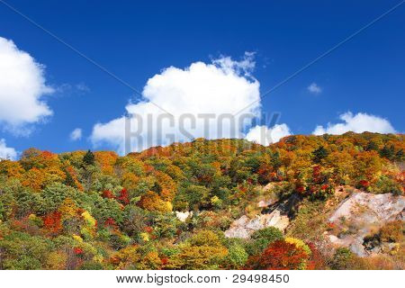 Autumn Forest  Against Blue Sky
