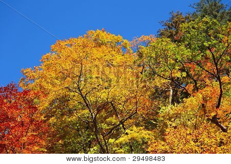 Autumn Forest  Against Blue Sky