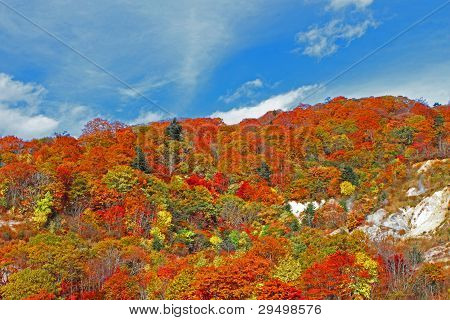 Autumn Forest  Against Blue Sky
