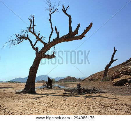 Arabian peninsula landscape, Dead tree in desert, Fujairah, United Arab Emirates                                    