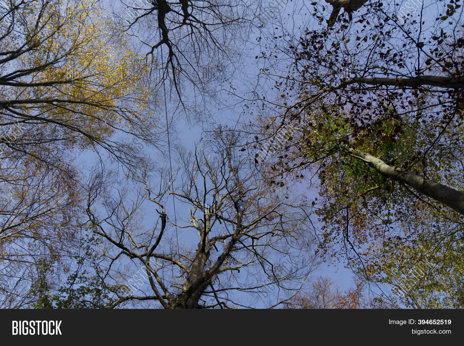 Autumn Trees Image & Photo (Free Trial) | Bigstock