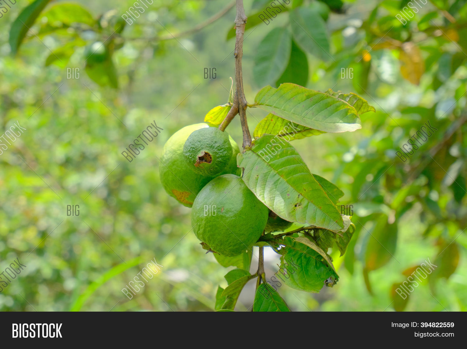 Guava Fruit Fresh Image & Photo (Free Trial) Bigstock