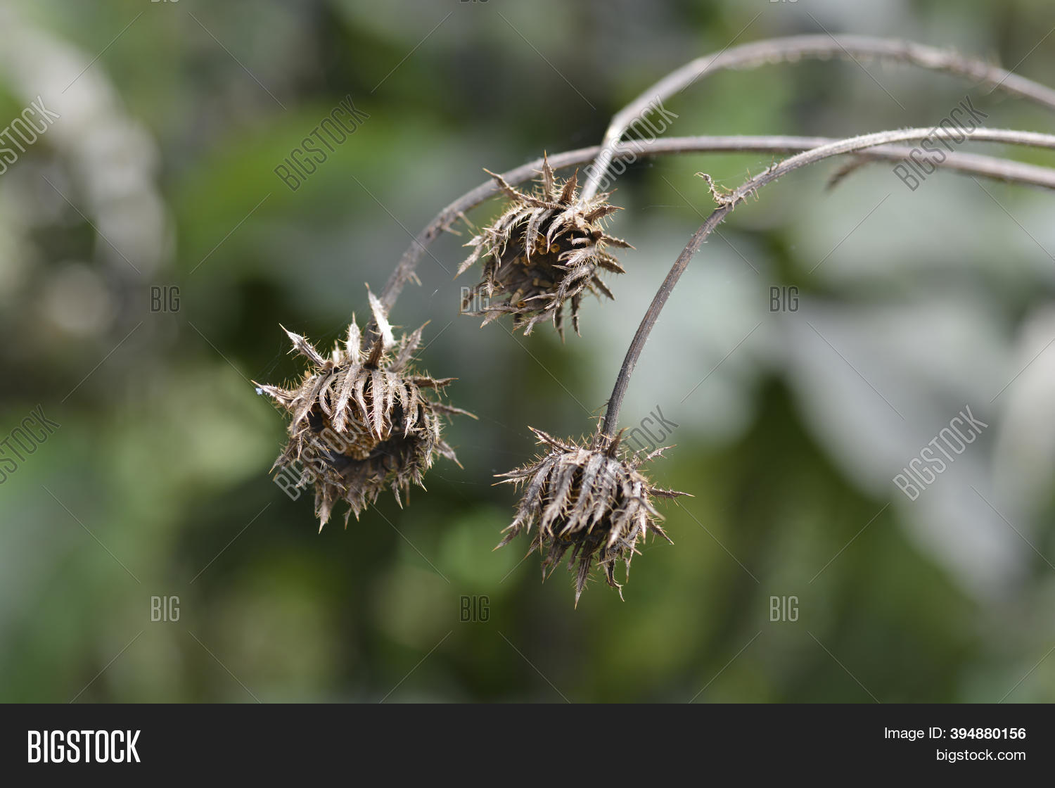 Sun Daisy Seed Heads Image & Photo (Free Trial) Bigstock