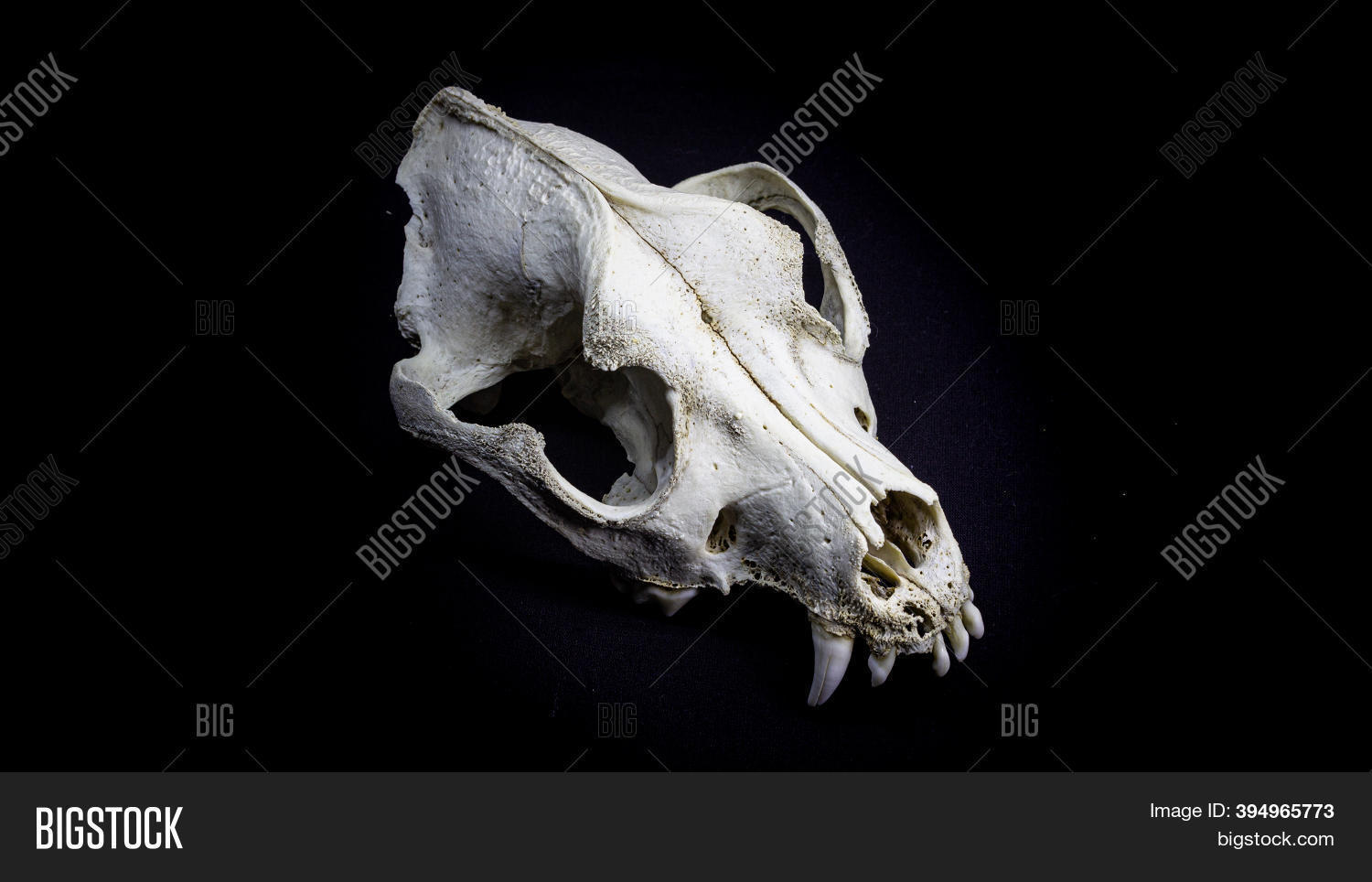 Skull Dog Bottom View Image Photo Free Trial Bigstock
