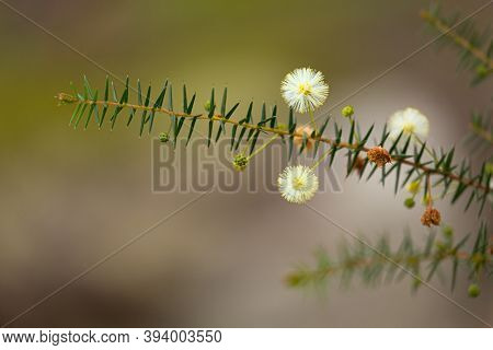 Australian Native Flower - Golden Wattle Blossom.  Small Flowers Less Than 1cm Budding In Winter.  S