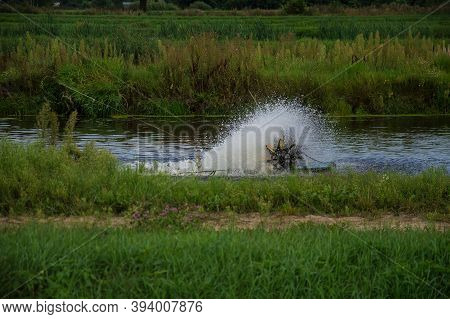 Fish Feeders In The Wildlife Pond, Nature