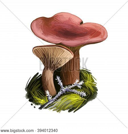 Lactarius Camphoratus, Candy Cap Or Curry Milkcap Mushroom Closeup Digital Art Illustration. Boletus