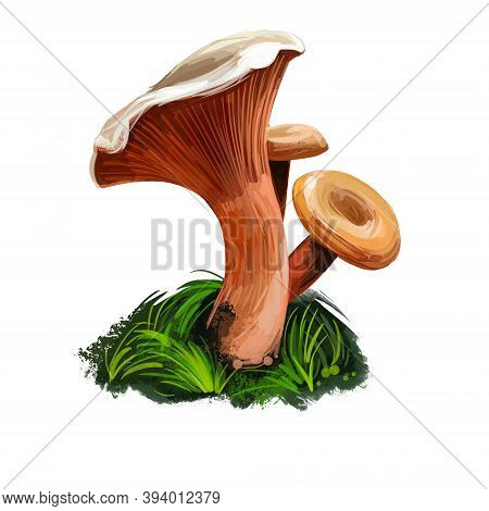 Lactarius Deterrimusm, False Saffron Or Orange Milkcap Mushroom Closeup Digital Art Illustration. Co