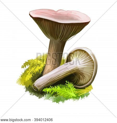 Lactarius Glyciosmus Or Coconut Scented Milkcap Mushroom Closeup Digital Art Illustration. Fungi Col