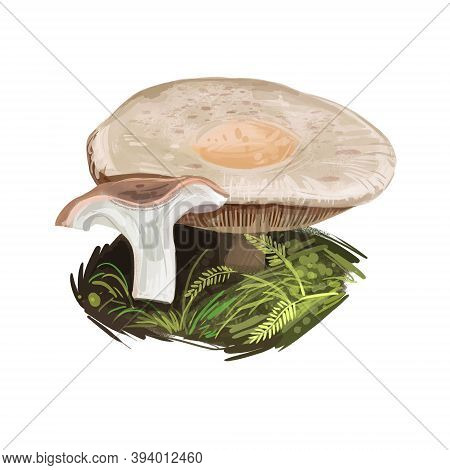 Lactarius Pubescens Or Downy Milkcap Mushroom Closeup Digital Art Illustration. Cream Fungi With Ora
