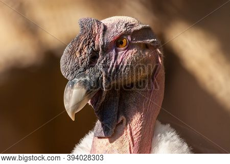 Male Andean Condor Portrait, Vultur Gryphus, Evening Light.