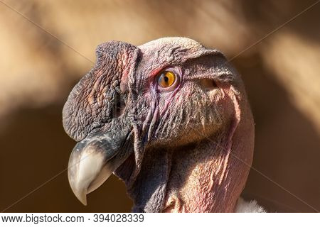 Male Andean Condor Portrait, Vultur Gryphus, Evening Light.