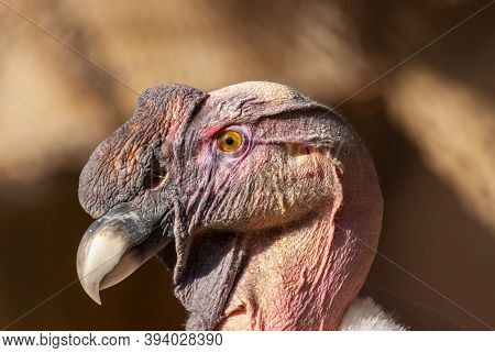 Male Andean Condor Portrait, Vultur Gryphus, Evening Light.