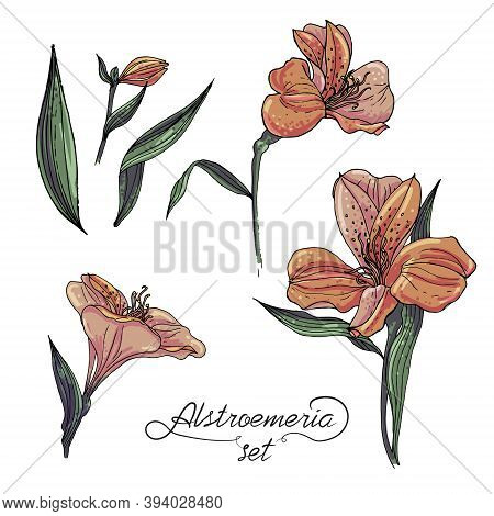 Alstromeria Pastel Orange Branch Set Isolated On White