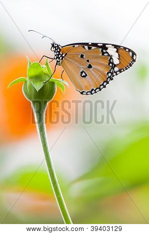 Orangutan Butterfly s jediný květ