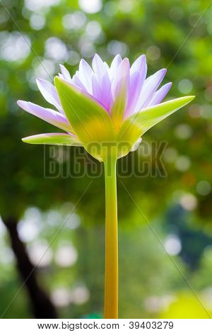 Purple Lotus