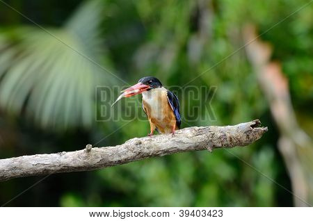 Black kapuce Kingfisher (halcyon kloboukatý)