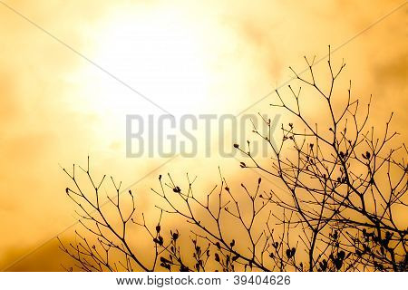 Strom Silhoutte