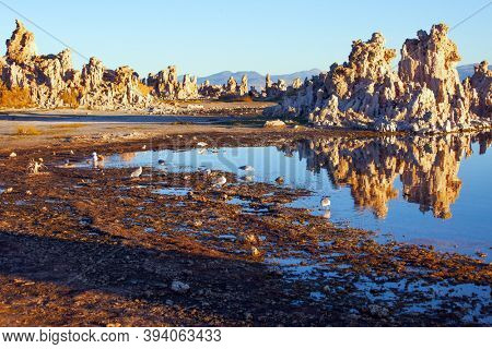 Numerous colonies of various birds live on the shores of the lake Mono. Magic sunrise on the lake. Mono Lake is a salt lake in California. The natural wonder of the world 
