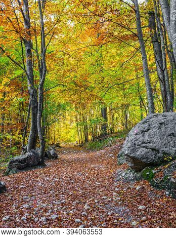  Magnificent golden autumn in the mountains. Eastern Europe, Slovenia, Logarska Valley. Lush wilting of nature. The path is strewn with autumn leaves of aspens and birches   