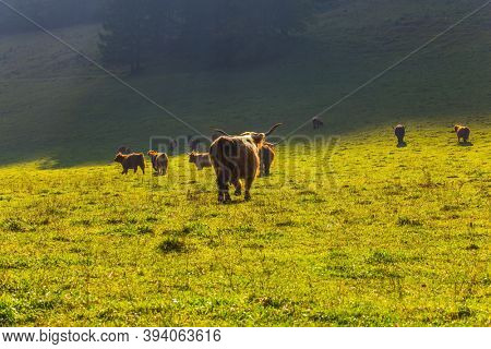 Magnificent golden autumn in the mountains. Green pasture for grazing Scottish cows. Logarska Valley, Slovenia. Eastern Europe, Alps. Sunny day