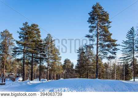 The northernmost zoo in the world. Ranua zoo in lapland. Animals are housed in natural conditions. Snowy coniferous forest. The concept of active, winter, environmental and photo tourism