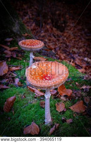 Autumn Colors In The Forest Waterloopbos Netherlands Flevoland, Fall Season In The Netherlands Octob