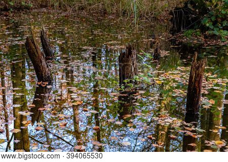 Autumn Colors In The Forest Waterloopbos Netherlands Flevoland, Fall Season In The Netherlands Octob
