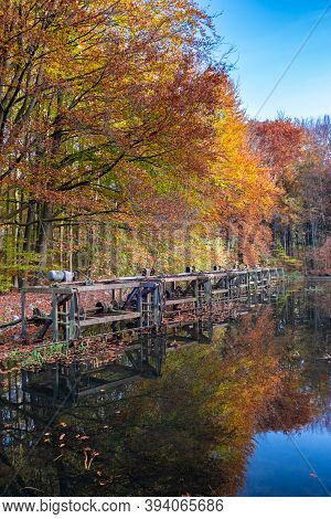 Autumn Colors In The Forest Waterloopbos Netherlands Flevoland, Fall Season In The Netherlands Octob