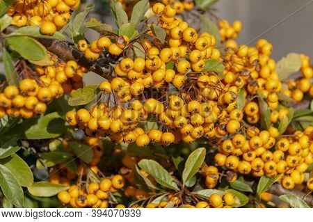 A Close Up View Of The Beautiful Bright Yellow Scarlet Firethorn