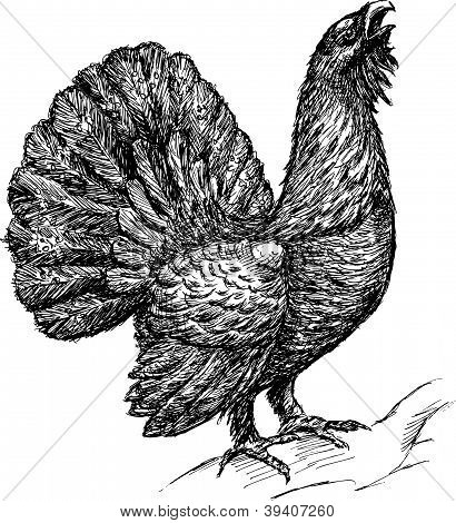 Capercaillie.EPS