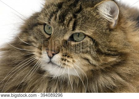 Angora Domestic Cat, Portrait Of Male Angora Domestic Cat, Portrait Of Male