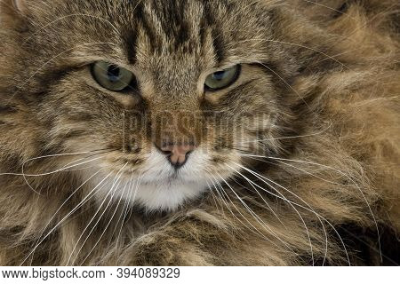Angora Domestic Cat, Portrait Of Male Angora Domestic Cat, Portrait Of Male