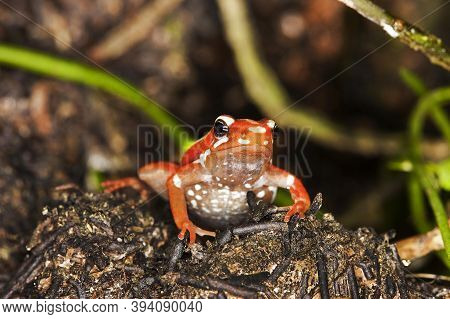 Phantasmal Poison Frog, Epipedobates Tricolor, Adult, Venomous Frog From South America