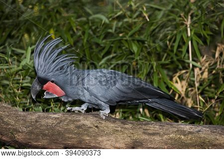 Palm Cockatoo, Probosciger Aterrimus, Adult Standing On Branch