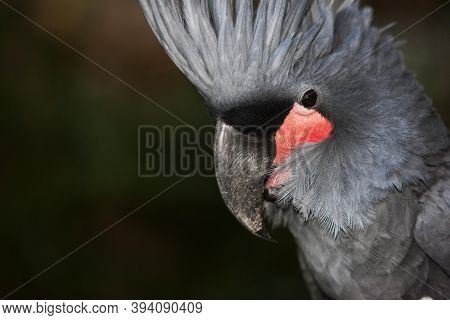 Palm Cockatoo, Probosciger Aterrimus, Portrait Of Adult, Close-up Of Head With Crest Raised