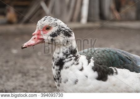 Female Duck Close-up. Indoda Is On The Farm.
