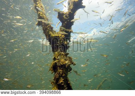Perch (perca Fluviatilis) Commonly Known As The European Perch, Screed Underwater Shoal. Huge Shoal 