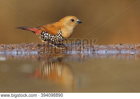 The Green-backed Twinspot Or Green Twinspot (mandingoa Nitidula) Drinks From A Small Pond With Brown