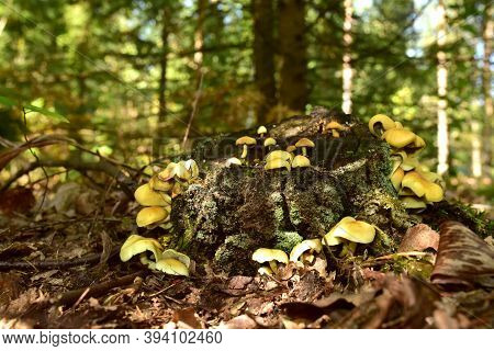 Many Dangerous Inedible Mushrooms Grow On A Tree Stump In A Forest. Poisonous Mushrooms, Hazardous T