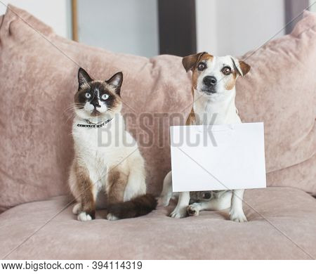 Cute dog and cat at home with empty blank card. Pets friends in living room on sofa