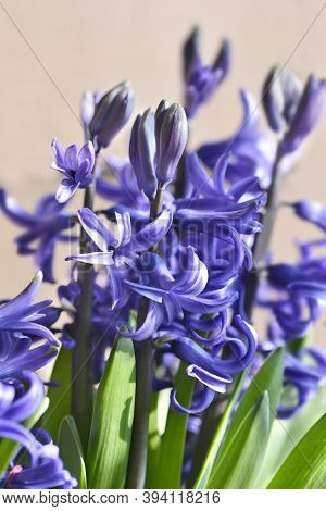 Multiflora Hyacinth Blue Flower - Latin Name - Hyacinthus Multiflora Blue