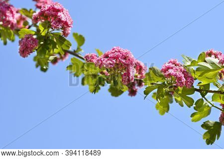 Common Hawthorn - Latin Name - Crataegus Monogyna