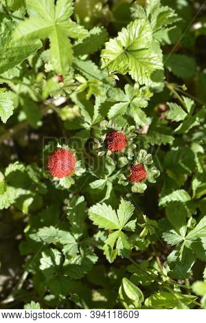 Indian Strawberry Fruit - Latin Name - Duchesnea Indica (potentilla Indica)
