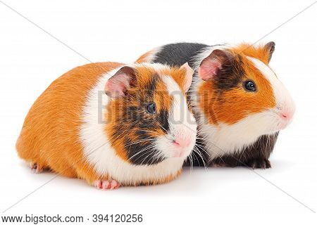 Two Guinea Pigs Isolated On White Background. Funny, Guineapig.