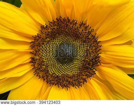 The Blossoming Sunflower Is Bright Yellow. It Looks Like The Sun. View From Above