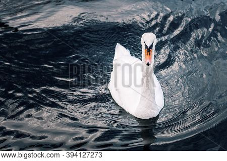 White Swan Swims On Black Water, Catches Fish